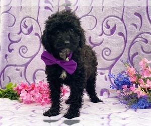 Poodle (Toy) Puppy for sale in LANCASTER, PA, USA