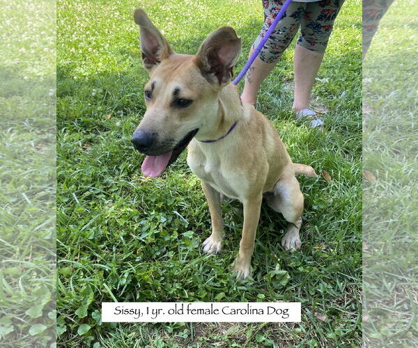 Medium Photo #3 Carolina Dog-Unknown Mix Puppy For Sale in Sparta, TN, USA