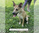 Small #2 Carolina Dog Mix