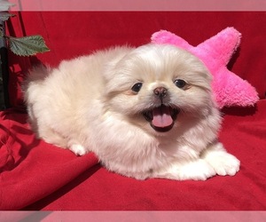 Pekingese Puppy for sale in MESQUITE, TX, USA