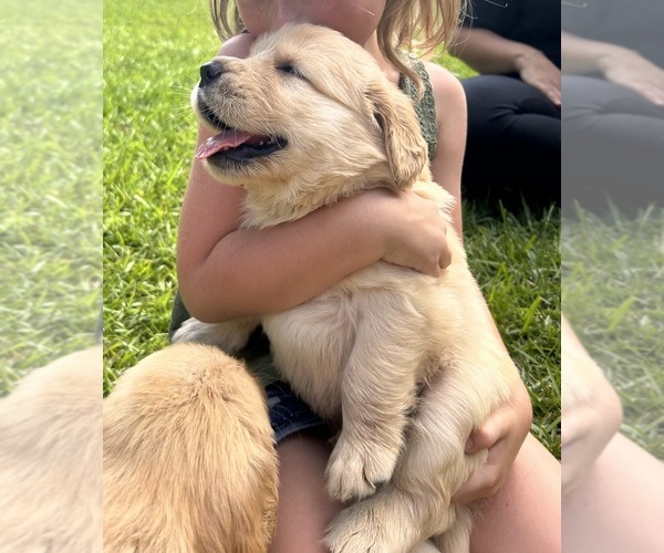 Medium Photo #8 Golden Retriever Puppy For Sale in LILLINGTON, NC, USA