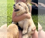 Small #7 Golden Retriever