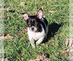 Small Photo #6 Chihuahua Puppy For Sale in MOUNT AIRY, NC, USA