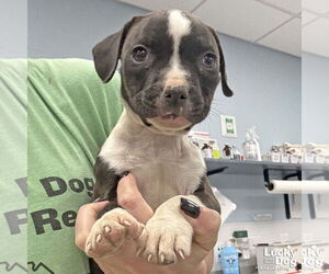 Labrador Retriever-Unknown Mix Dogs for adoption in Washington, DC, USA