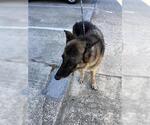 Small German Shepherd Dog