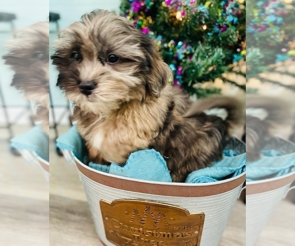 Medium Photo #2 ShihPoo Puppy For Sale in CINCINNATI, OH, USA