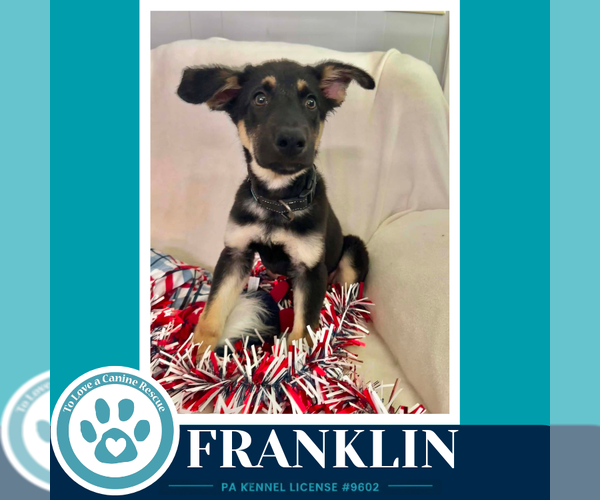Medium Photo #1 German Shepherd Dog Puppy For Sale in Kimberton, PA, USA