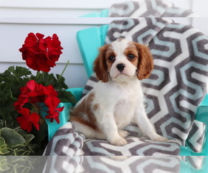 Cavalier King Charles Spaniel Puppy for sale in SHILOH, OH, USA