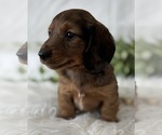 Small #9 Dachshund