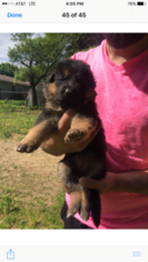 German Shepherd Dog Puppy for sale in MASTIC, NY, USA