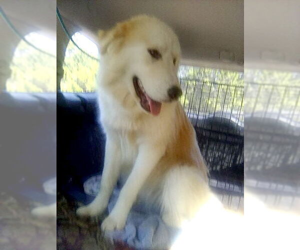 Medium Photo #2 Great Pyrenees Puppy For Sale in Spring, TX, USA