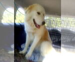 Small #1 Great Pyrenees