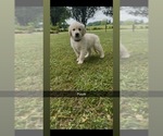 Small #13 Golden Retriever