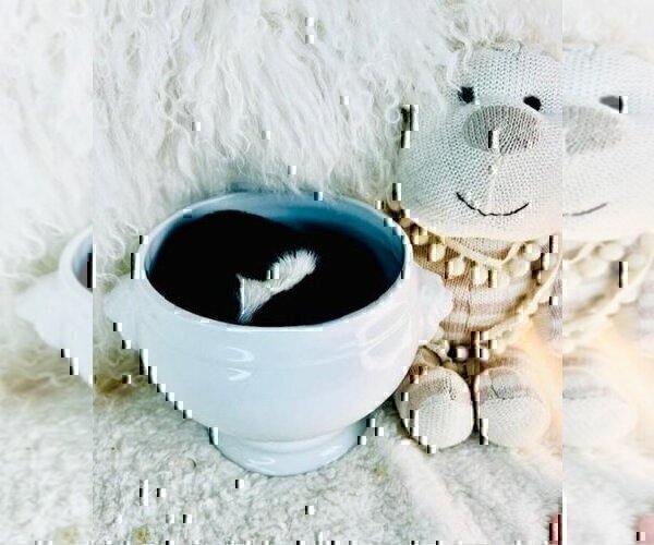 Medium Photo #21 Chihuahua Puppy For Sale in DACULA, GA, USA