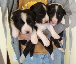 Border Collie Puppy for sale in NORBORNE, MO, USA