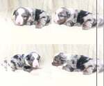 Small #1 Miniature Australian Shepherd