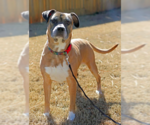 Small #1 Boxer Mix