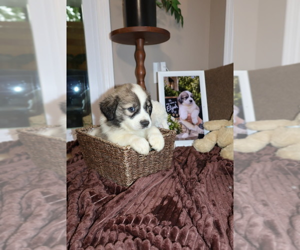 Medium Photo #9 Aussie Pyrenees Puppy For Sale in LEXINGTON, SC, USA