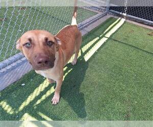 American Staffordshire Terrier-Unknown Mix Dogs for adoption in Grand Prairie, TX, USA