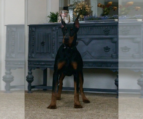 Medium Photo #9 Doberman Pinscher Puppy For Sale in WARSAW, IN, USA