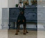 Small Photo #50 Doberman Pinscher Puppy For Sale in WARSAW, IN, USA