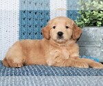 Small Photo #8 Goldendoodle (Miniature) Puppy For Sale in SYRACUSE, IN, USA