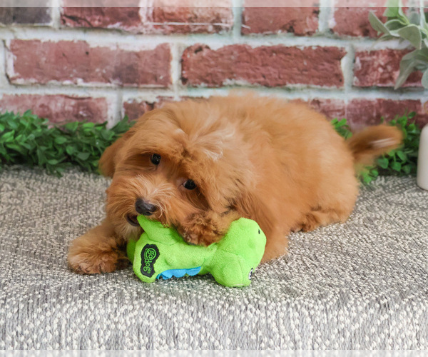 Medium Photo #17 Cavapoo (Miniature) Puppy For Sale in SYRACUSE, IN, USA