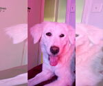 Small #3 Golden Pyrenees