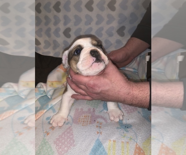Medium Photo #6 Bulldog Puppy For Sale in FLINT, MI, USA