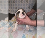 Small Photo #6 Bulldog Puppy For Sale in FLINT, MI, USA