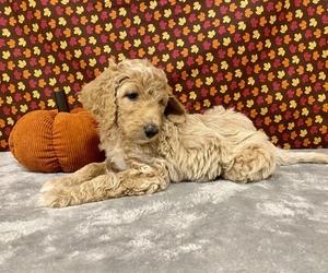 Goldendoodle Puppy for sale in DELAWARE, OH, USA