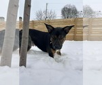 Small #2 Mutt