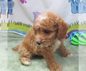 Cavapoo Puppy for sale in RATTAN, OK, USA