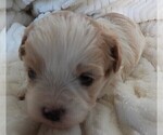 Small #12 Cavapoo