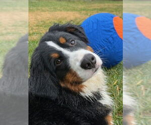 Bernese Mountain Dog-Unknown Mix Dogs for adoption in Raleigh, NC, USA