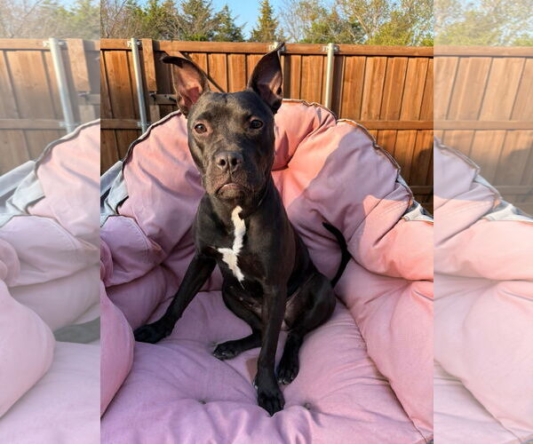 Medium Photo #1 Mutt Puppy For Sale in Royse City, TX, USA