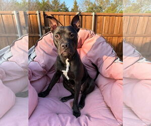 Mutt Dogs for adoption in Royse City, TX, USA