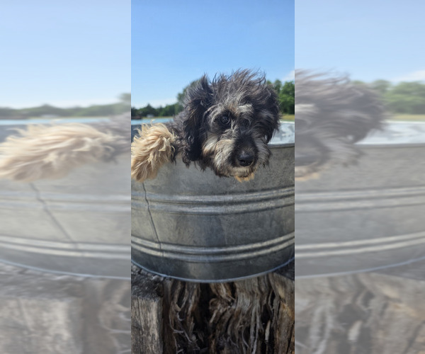 Medium Photo #1 Miniature American Shepherd-Poodle (Toy) Mix Puppy For Sale in JONES, OK, USA
