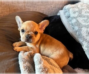 French Bulldog Puppy for sale in PRESCOTT, AZ, USA