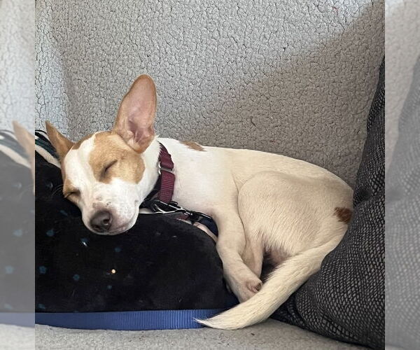 Medium Photo #4 Jack Russell Terrier-Unknown Mix Puppy For Sale in Boston, MA, USA