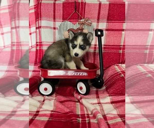 Medium Photo #18 Siberian Husky Puppy For Sale in DEARBORN, MO, USA