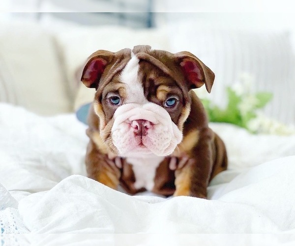 Medium Photo #13 English Bulldog Puppy For Sale in CORONA, CA, USA