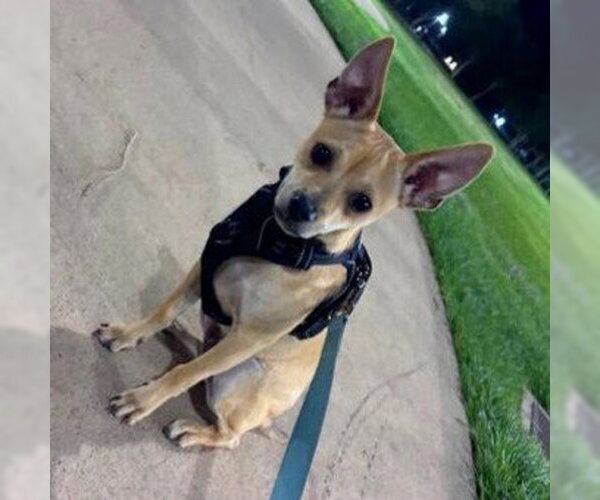 Medium Photo #2 Chihuahua-Unknown Mix Puppy For Sale in HOUSTON, TX, USA