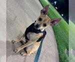 Small #1 Chihuahua Mix