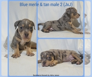 American Bully Puppy for sale in MABELVALE, AR, USA
