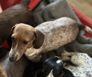 Mother of the Dachshund puppies born on 12/08/2022