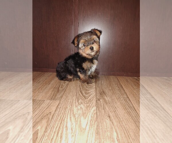 Medium Photo #1 Yorkshire Terrier Puppy For Sale in LAPEER, MI, USA
