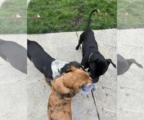 Medium Photo #4 Boxador Puppy For Sale in Springdale, PA, USA