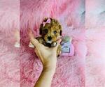 Small #18 Poodle (Toy)