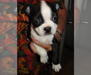 Boston Terrier Puppy for sale in CRKD RVR RNCH, OR, USA